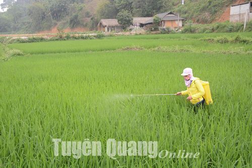 Trừ sâu bệnh hại lúa xuân