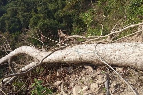 Truy xét hành tung thủ phạm đốn hạ, phát dọn những vạt rừng phòng hộ