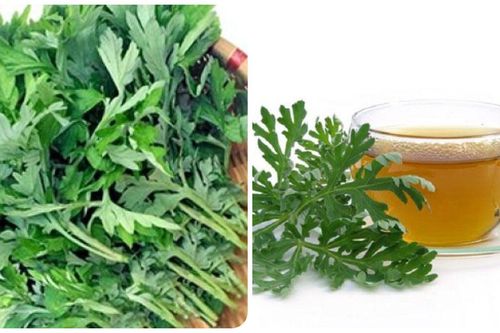 Uống nước ngải cứu có tác dụng gì?