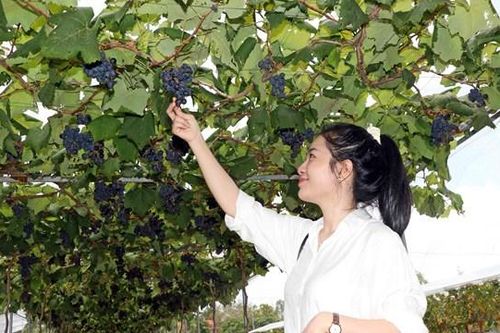 Vườn nho trĩu quả trên đất mặn Cà Mau 'hút hồn' du khách