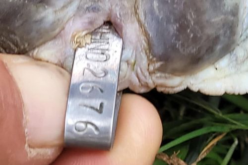 Bắt được cá thể vích có gắn chip tại Thừa Thiên - Huế