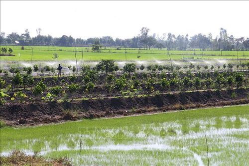 Tưới tiêu bằng cơ giới cho hoa màu, cây ăn trái trong mùa nắng nóng