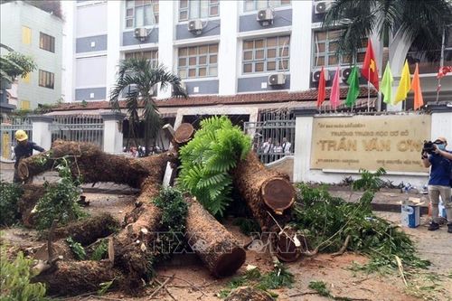 Vụ cây đổ trong trường học: TP Hồ Chí Minh rà soát toàn bộ cây xanh