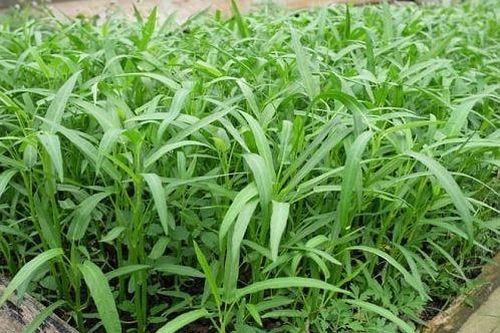 Chỉ mẹ cách giâm rau muống bằng cành, sau 2 tuần là có rau non mơn mởn thu hoạch