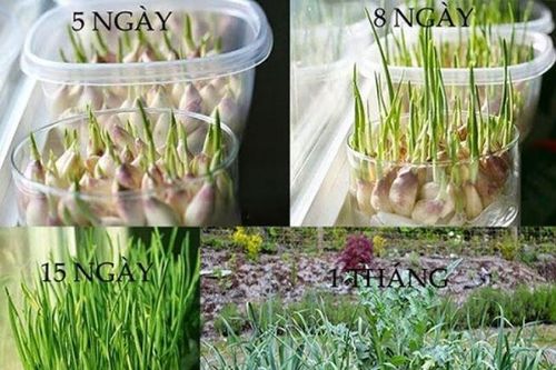 Chỉ với 3 củ tỏi, mẹ trồng trong chai nhựa ra 'con đàn cháu đống' có ăn liên tục