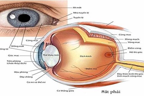 Phát hiện sớm điều trị hiệu quả bệnh glocom
