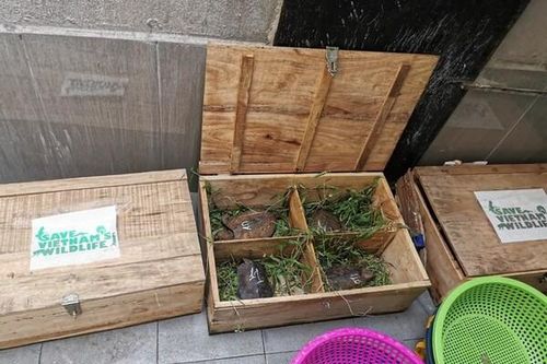 Nghệ An: Thu giữ 59 con rùa đầu to bị vận chuyển trái phép