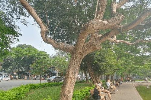 Cây sưa đỏ hằng trăm tuổi khô héo ở bờ hồ Hoàn Kiếm
