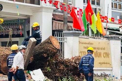 Làm rõ trách nhiệm vụ cây đổ ở trường Trần Văn Ơn khiến 7 người bị thương