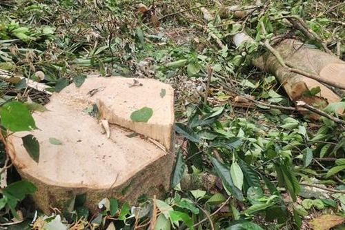 Hà Tĩnh: Rừng của BQL khu bảo tồn thiên nhiên Kẻ Gỗ liên tục bị chặt phá