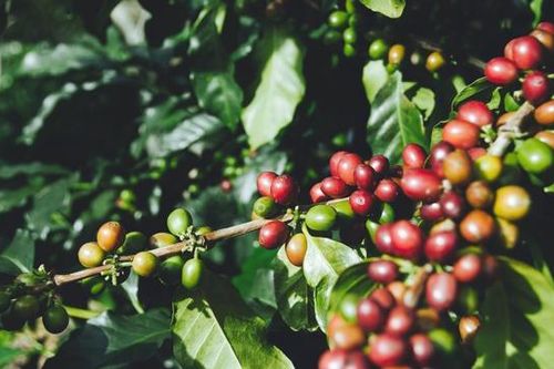 Giá cà phê hôm nay 7/4: Arabica tiếp tục tăng khi xuất khẩu toàn cầu giảm