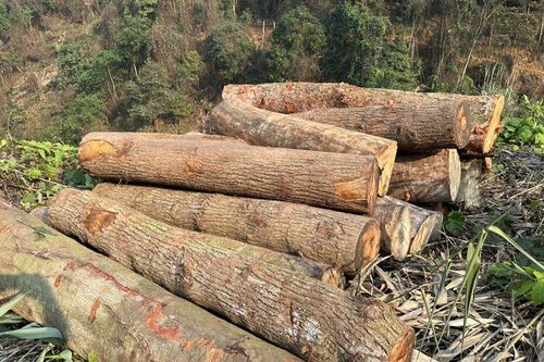 Phát hiện vụ phá rừng nghiêm trọng tại Bắc Kạn