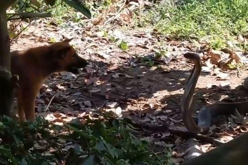 Chó nhà tử chiến dữ dội với rắn hổ mang chúa cực độc