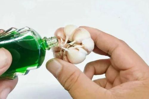 Đổ dầu gió lên tỏi: Mẹo đơn giản giải quyết vấn đề lớn nhiều gia đình gặp phải