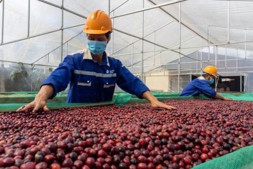 EU thay đổi quy định nhập khẩu, xuất khẩu cà phê Việt đối diện thách thức