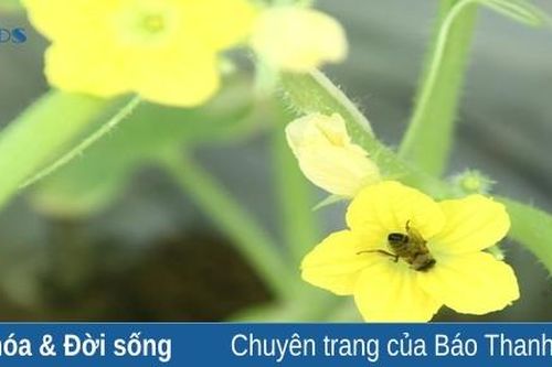 Độc đáo dùng ong thụ phấn dưa thay lao động