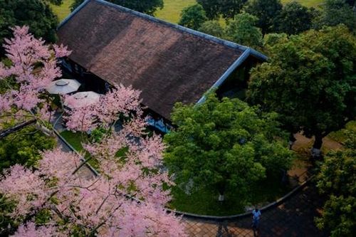 Rực rỡ sắc hoa Ngô đồng trong Hoàng cung Huế