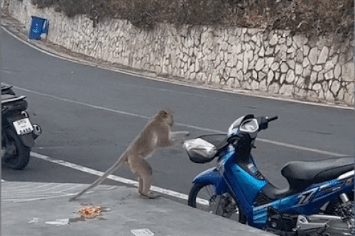Chú khỉ ở Thái Lan cướp bữa ăn của người