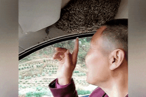 Hàng trăm con ong làm tổ trong ôtô