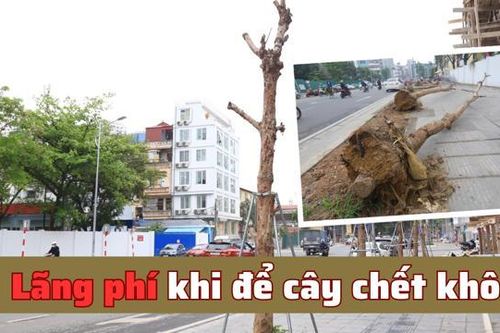 Lãng phí khi để cây chết khô