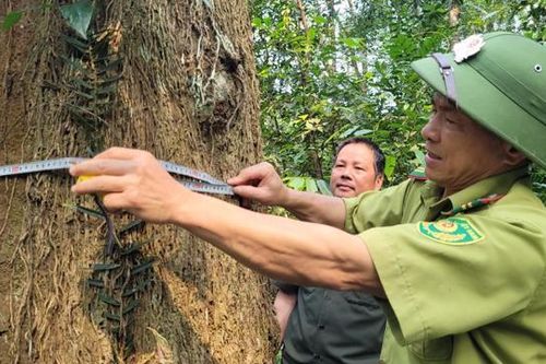 Hà Tĩnh: Giữ 'báu vật' rừng lim xanh cổ thụ nơi biên giới Việt - Lào