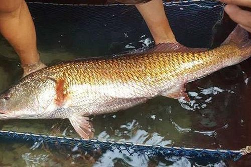 'Diện kiến' loài cá quý của Việt Nam, đại gia chi tiền tỷ săn lùng