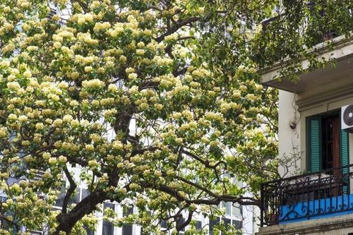 Hà Nội: Cây hoa bún 300 tuổi bung nở vàng rực những ngày đầu tháng 4