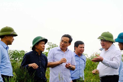 UBND tỉnh Nghệ An làm việc với UBND tỉnh Tuyên Quang về phát triển sản xuất nông, lâm nghiệp