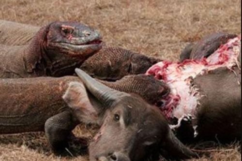 Clip: Rồng Komodo giết trâu chỉ bằng một phát cắn