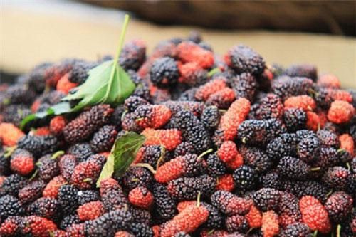 Lưu ý khi sử dụng quả dâu tằm làm đồ uống ngày hè