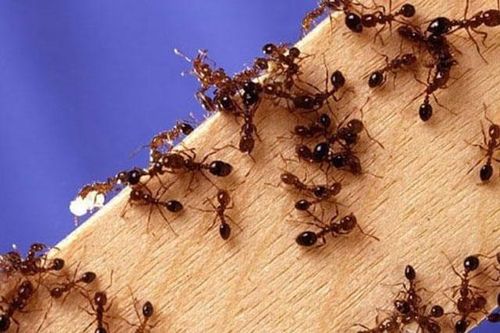 Bật mí 5 cách giúp 'đánh bay' lũ kiến khỏi hũ đường nhanh chóng chỉ trong vài bước đơn giản