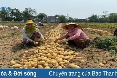 Người dân Hoằng Hóa phấn khởi thu hoạch khoai tây vụ đông xuân