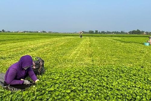 Rau má ven sông Bồ 'bí' đầu ra, nông dân điêu đứng