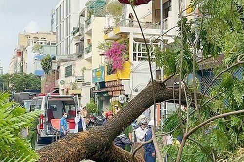 Nên có bảo hiểm trong đảm bảo an toàn cây xanh