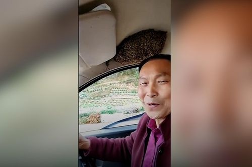 Người đàn ông lái xe cùng đàn ong trong ô tô