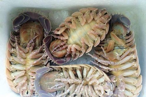 Bọ biển 4 triệu/con, nhà giàu vẫn tranh nhau ngon cỡ nào?