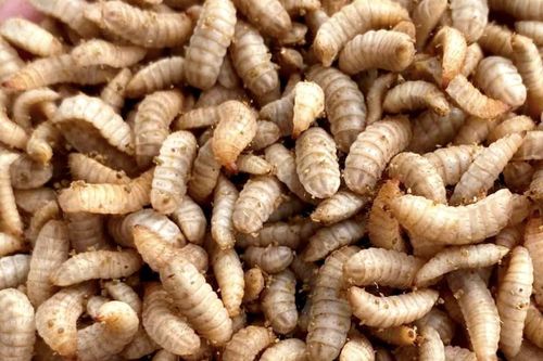 Nuôi sâu can-xi để sản xuất nông nghiệp xanh - mô hình mới ở Nghệ An