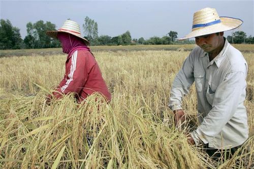 Nhu cầu cải thiện hỗ trợ giá gạo Ấn Độ tăng trong tuần qua