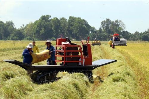 Kiên Giang sản xuất lúa cánh đồng lớn gắn với liên kết tiêu thụ