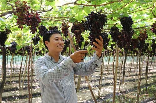 Sức hút từ giống nho ngón tay đen không hạt NH04-102