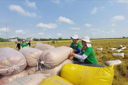 Thị trường nông sản: Giá lúa biến động trái chiều
