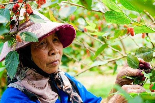 Tất bật thu hoạch dâu tằm ở ngoại thành Hà Nội
