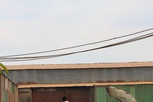 Khốn khổ vì nhà máy sản xuất viên nén gỗ hoạt động giữa khu dân cư