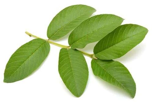Những lợi ích kỳ diệu của lá ổi với việc làm đẹp