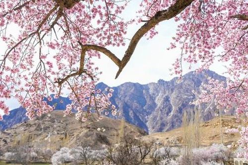 Thiên đường hoa rực rỡ, nên thơ giữa thung lũng Hunza