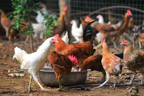 Bị kết án tù vì hù dọa 1.100 con gà của hàng xóm đến chết