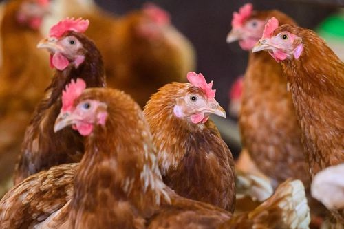 Trung Quốc: Lĩnh án tù vì hù dọa làm chết 1.100 con gà nhà hàng xóm