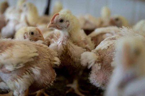 Phạt tù người đàn ông dọa chết 1.100 con gà nhà hàng xóm
