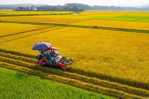 Quảng Trị phát triển nông nghiệp ứng dụng công nghệ cao