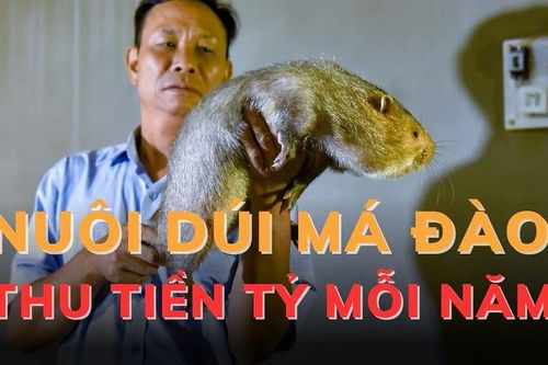 Nuôi dúi má đào thu tiền tỷ mỗi năm